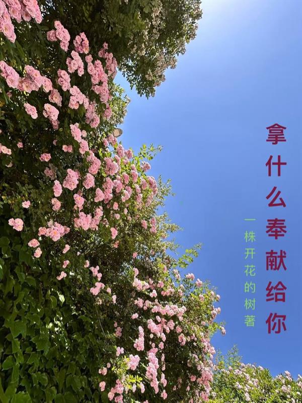 拿什么奉献给你_一株开花的树作品_言情小说